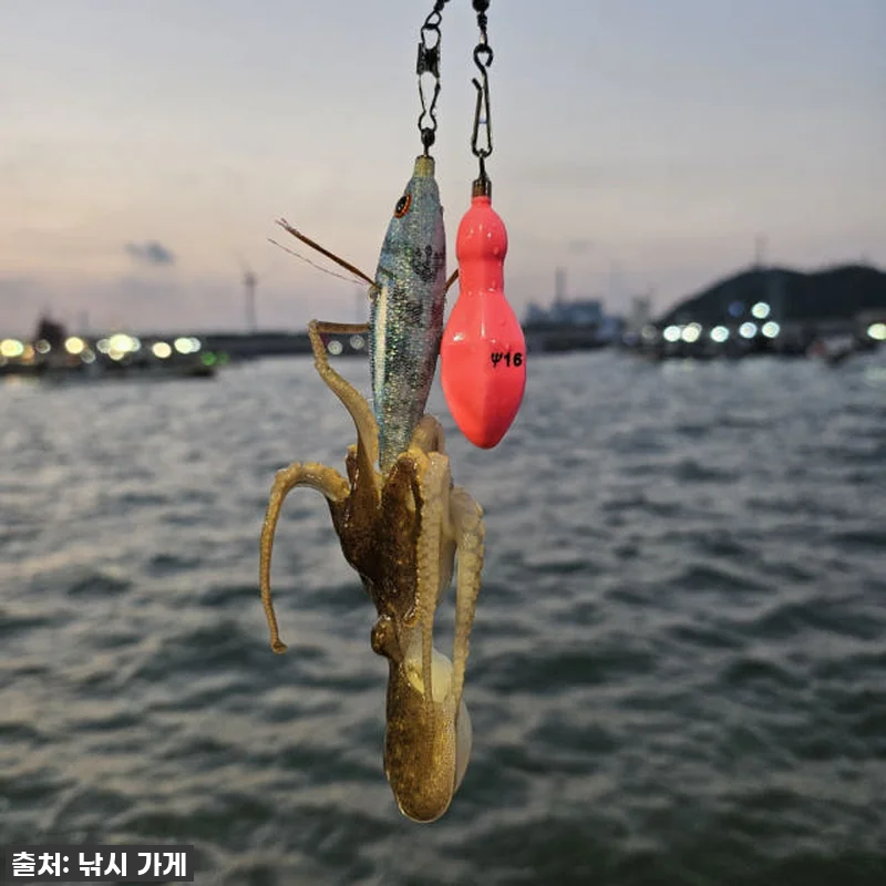 지금 안 사면 후회! 쭈꾸미, 갑오징 관련 이미지 7