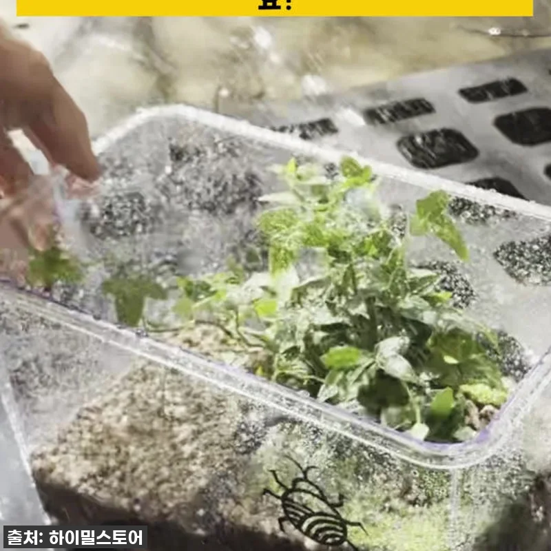 🐸찐후기! 하이밀 청개구리 키우기 풀 관련 이미지 10