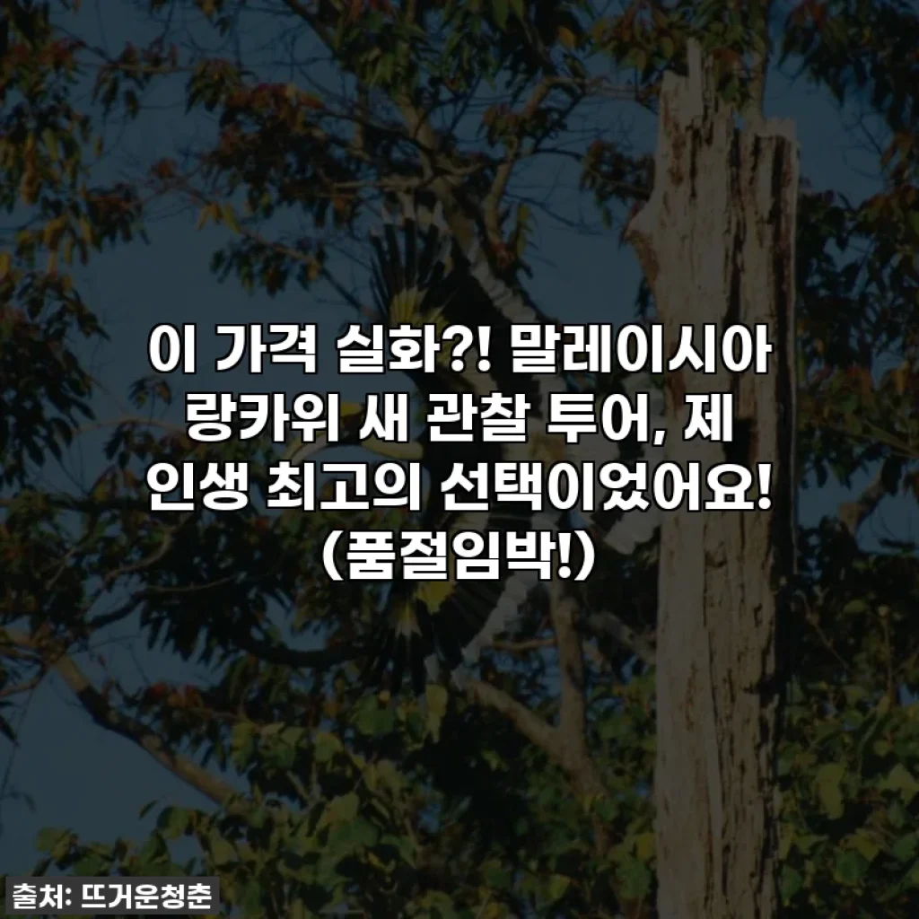 이 가격 실화?! 말레이시아 랑카위 새 관찰 투어, 제 인생 최고의 선택이었어요! (품절임박!)