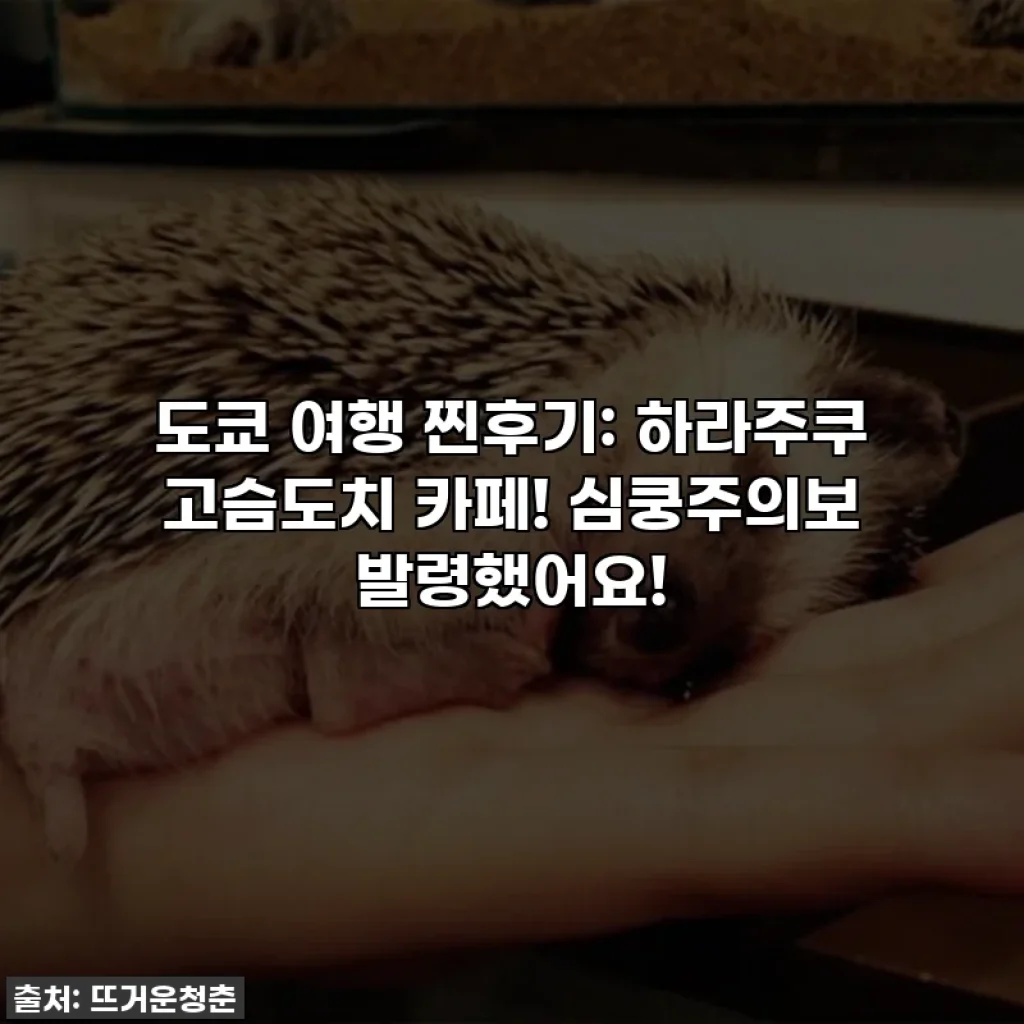 도쿄 여행 찐후기: 하라주쿠 고슴도치 카페! 심쿵주의보 발령했어요!