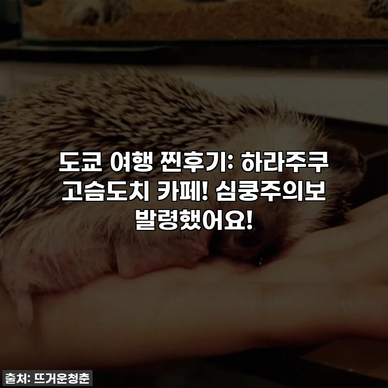 도쿄 여행 찐후기: 하라주쿠 고슴도치 카페! 심쿵주의보 발령했어요!