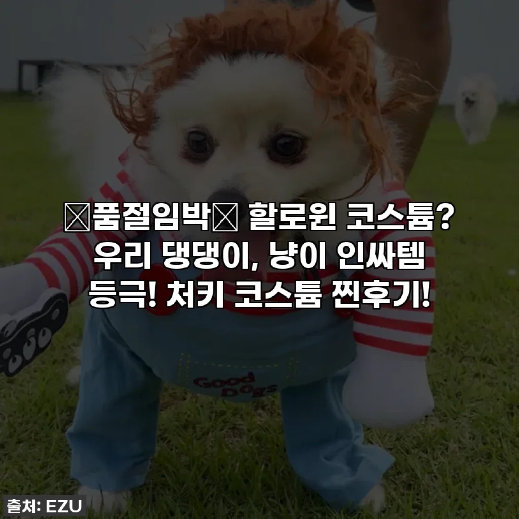 🚨품절임박🚨 할로윈 코스튬? 우리 댕댕이, 냥이 인싸템 등극! 처키 코스튬 찐후기!