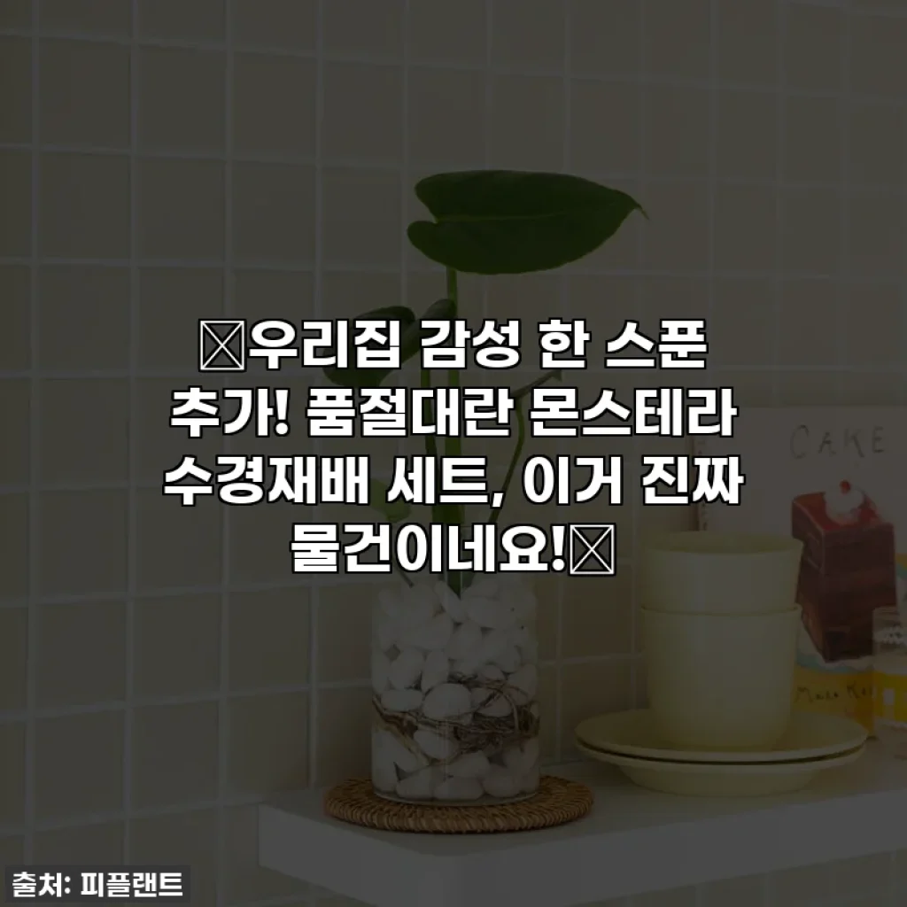 🌱우리집 감성 한 스푼 추가! 품절대란 몬스테라 수경재배 세트, 이거 진짜 물건이네요!🌿