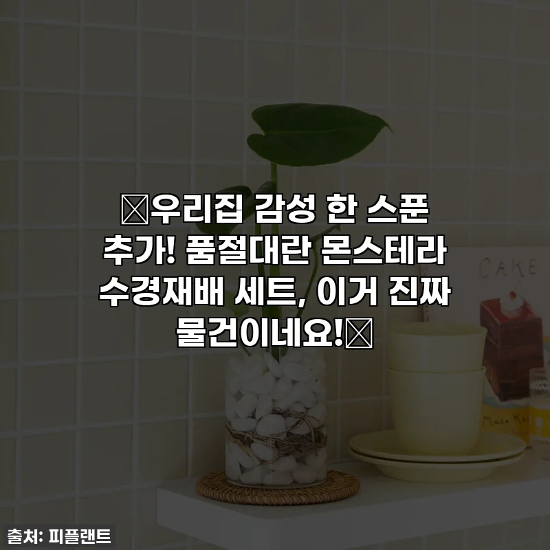 🌱우리집 감성 한 스푼 추가! 품절대란 몬스테라 수경재배 세트, 이거 진짜 물건이네요!🌿
