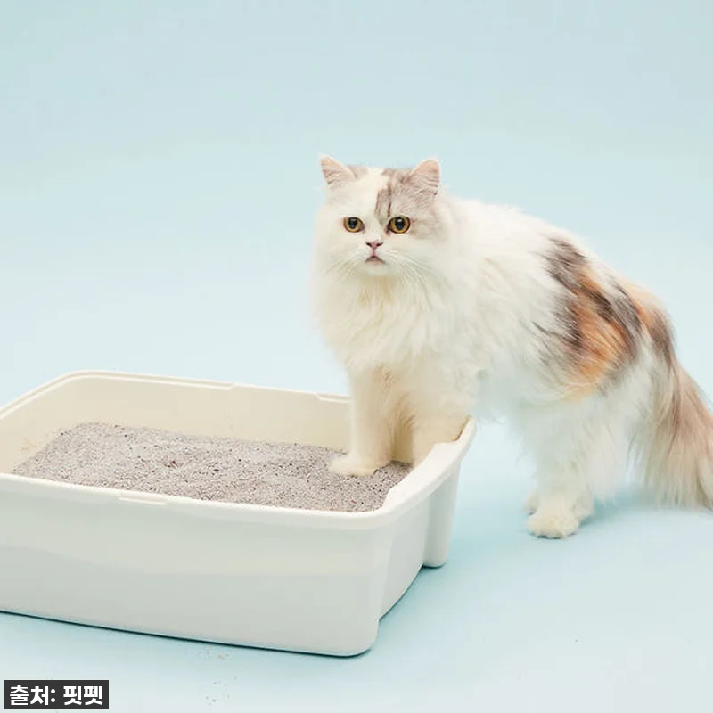 우리집 냥님 필수템! 냥쌤 감동모래 관련 이미지 3