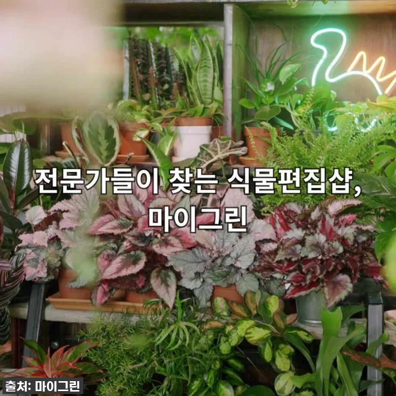 키우기 정말 쉬운데 공기정화까지? 아 관련 이미지 10