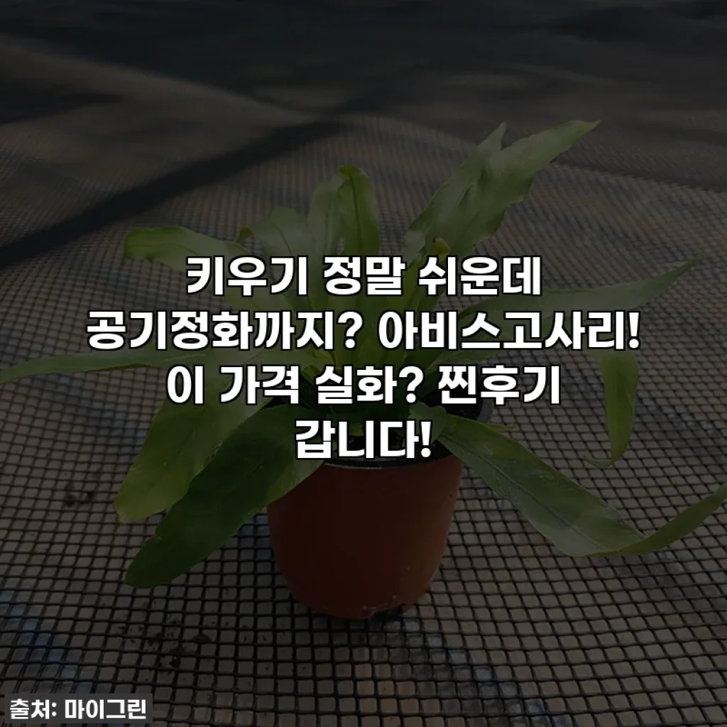 키우기 정말 쉬운데 공기정화까지? 아비스고사리! 이 가격 실화? 찐후기 갑니다!