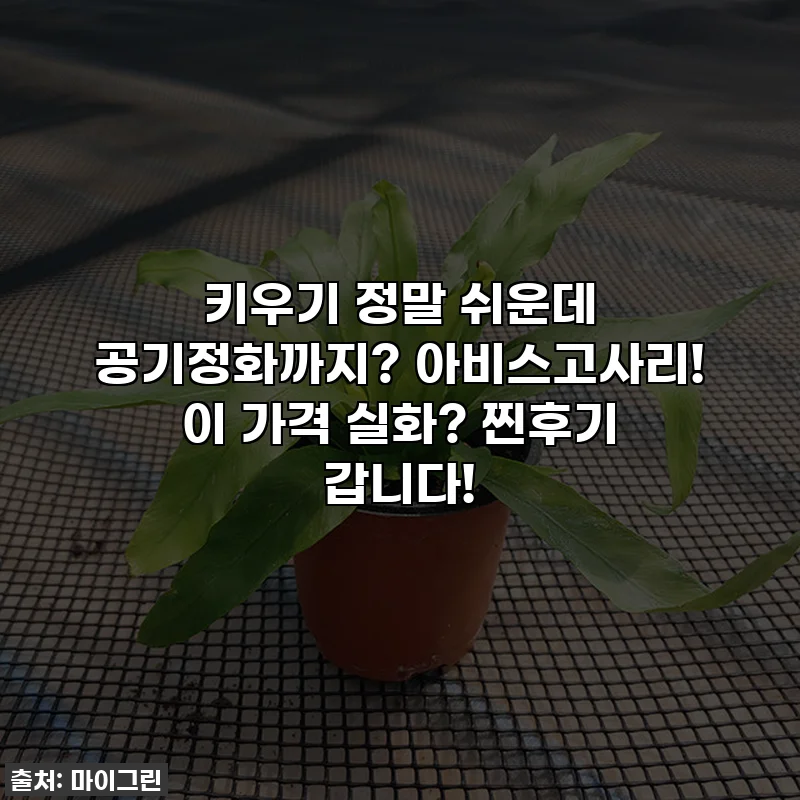키우기 정말 쉬운데 공기정화까지? 아비스고사리! 이 가격 실화? 찐후기 갑니다!
