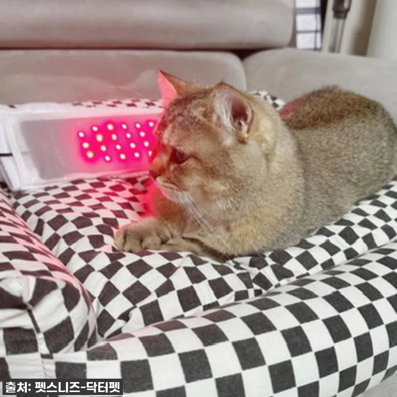 우리 강아지 다시 팔짝팔짝! '닥터펫 관련 이미지 2