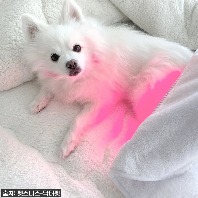우리 강아지 다시 팔짝팔짝! '닥터펫 관련 이미지 3