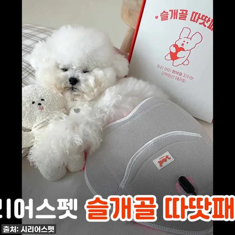 🚨품절각🚨 우리 댕냥이 관절 지킴이, 관련 이미지 5
