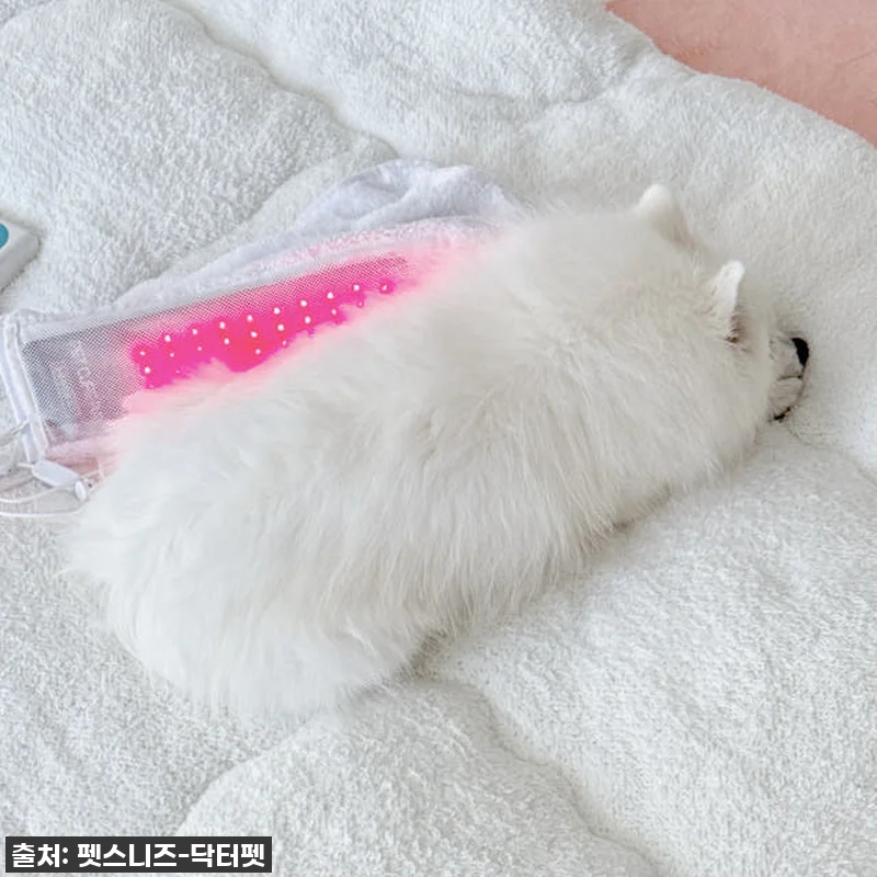 우리 강아지 다시 팔짝팔짝! '닥터펫 관련 이미지 7