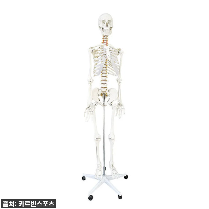 카르빈 해골모형 170cm, 내 방에 관련 이미지 9
