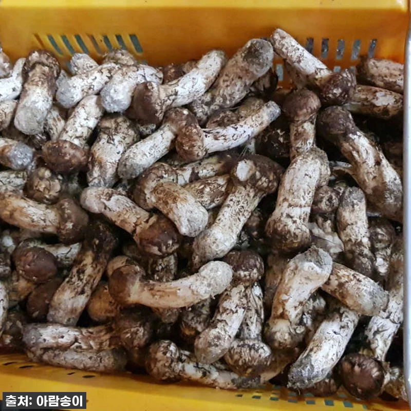 역대급 할인 찬스! 자연산 국산 송이 관련 이미지 9
