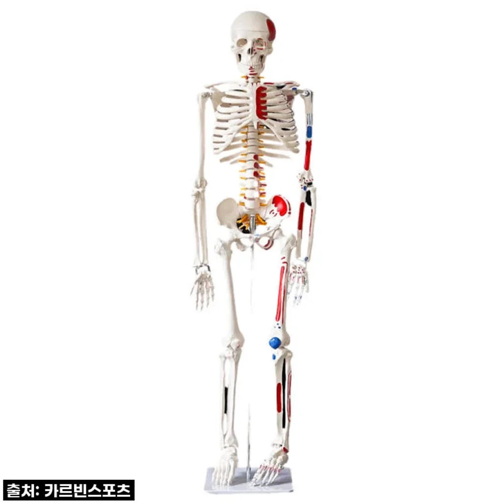 카르빈 해골모형 170cm, 내 방에 들인 해부학 선생님?! 이건 진짜 찐후기!