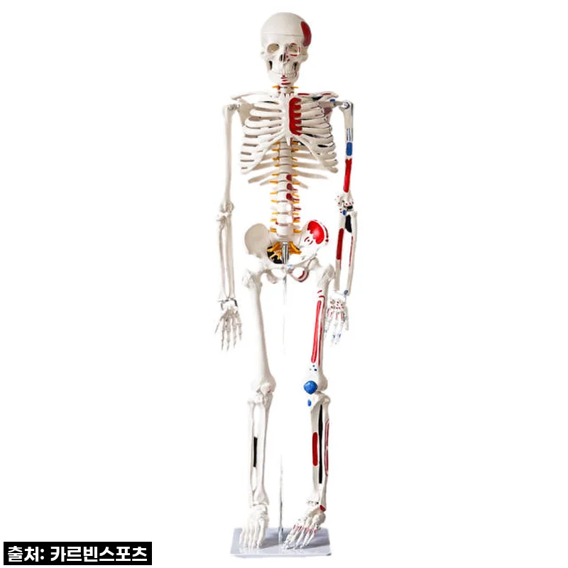 카르빈 해골모형 170cm, 내 방에 들인 해부학 선생님?! 이건 진짜 찐후기!