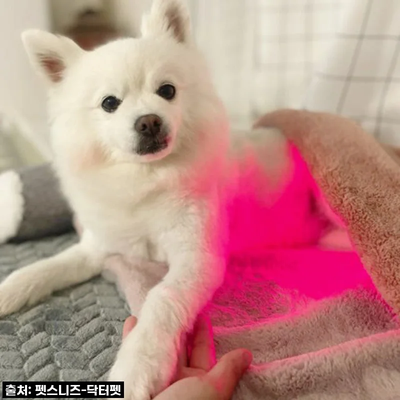 우리 강아지 다시 팔짝팔짝! '닥터펫 펫큐어레이 커버-Q'로 되찾은 활력, 솔직 사용 후기!