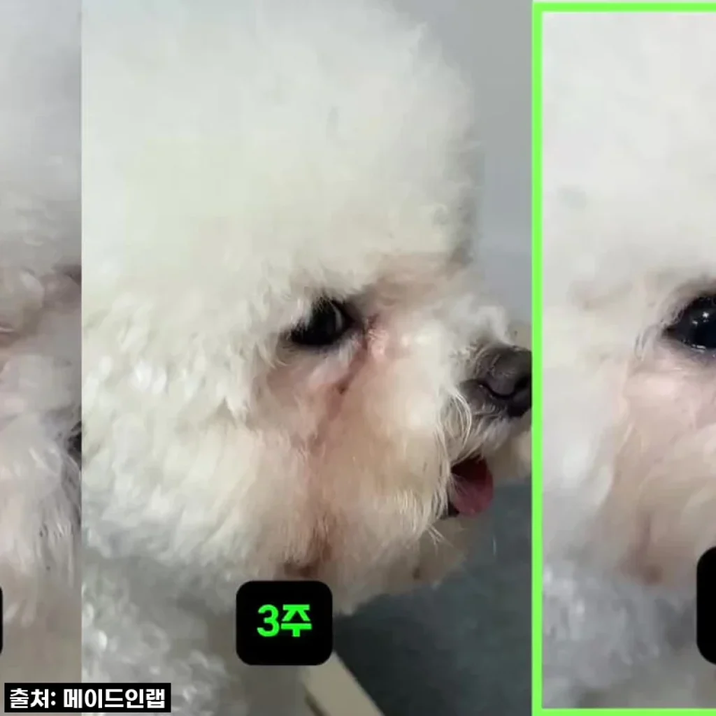 강아지 눈 영양제 오메가3 알가트리움 메이드인랩 눈건강, 250ml, 170개