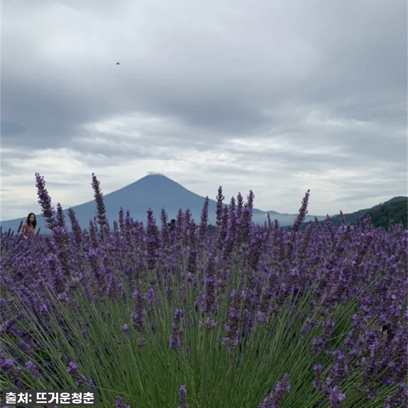 후지산과 하코네를 내 집처럼! 도쿄 관련 이미지 2